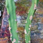 Acanthocereus tetragonus Blad