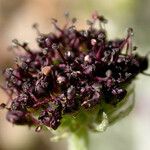 Lomatium mohavense Кветка