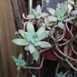 Dudleya greeneiList