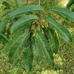 Quercus castaneifolia Blad