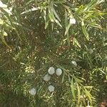 Afrocarpus falcatus Leaf