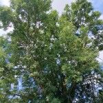 Fraxinus excelsior 整株植物