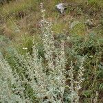 Artemisia absinthium Muu