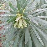 Euphorbia atropurpurea 花