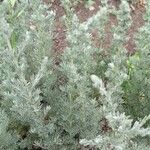Artemisia austriaca অভ্যাস