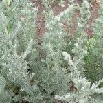 Artemisia austriaca Агульны выгляд