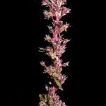 Amaranthus torreyi Flower