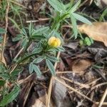 Stylosanthes fruticosa Blüte