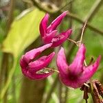 Clerodendrum trichotomum Hedelmä