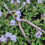 Craterostigma hirsutum Flower