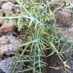Galactites duriaei Likasa
