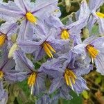 Solanum elaeagnifolium Kwiat