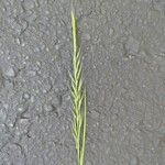 Festuca myurosഫലം