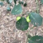 Acokanthera schimperi Frucht