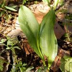 Ophioglossum engelmannii موطن