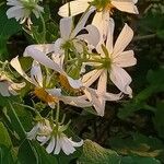 Montanoa bipinnatifida Flor