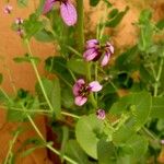 Schouwia purpurea Flower