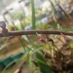 Bulbophyllum calyptratum Kwiat