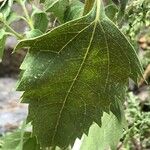 Verbesina encelioides Blatt