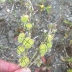 Pardoglossum cheirifolium Fruit