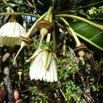 Sloanea montana Blüte