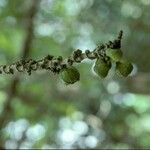 Ficus hispida 果実