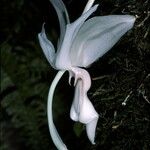 Stanhopea grandiflora Fiore