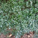 Nothofagus solandri Folha