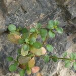 Polycarpon tetraphyllum Blad