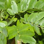 Entada polystachya Hoja