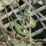 Moricandia arvensis Leaf