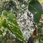 Ficus aspera Lehti