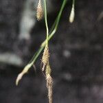 Carex setigera