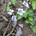 Viola rostrata Flower