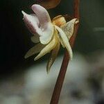 Epipogium aphyllum Flor