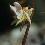 Epipogium aphyllum Flower