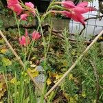 Hesperantha coccinea Flor