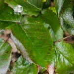 Berberis repens Folla