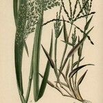 Panicum miliaceum Otro