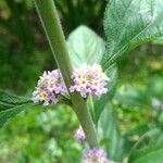 Lippia alba Blüte