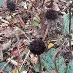 Rudbeckia fulgida Fruit