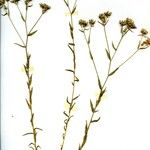 Linum strictum Staniste