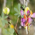 Lupinus stiversii 花