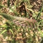 Trifolium angustifolium Kvet