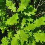 Quercus × rosacea Hoja