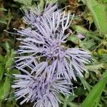 Carthamus mitissimus Flower