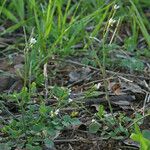 Cardamine oligosperma Habitat