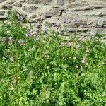 Phacelia tanacetifolia Habitus