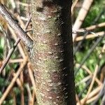 Betula pubescens 树皮