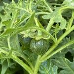 Solanum triflorum Fruit